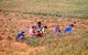 Thailand: Shan (Tai Yai) farmers harvesting rice by the road to Sop Moei, Mae Hong Son Province, northern Thailand